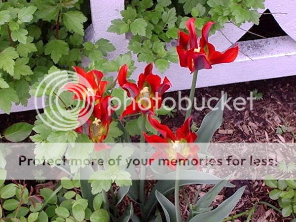 Bulbes et floraison printanière 2005-05-29001