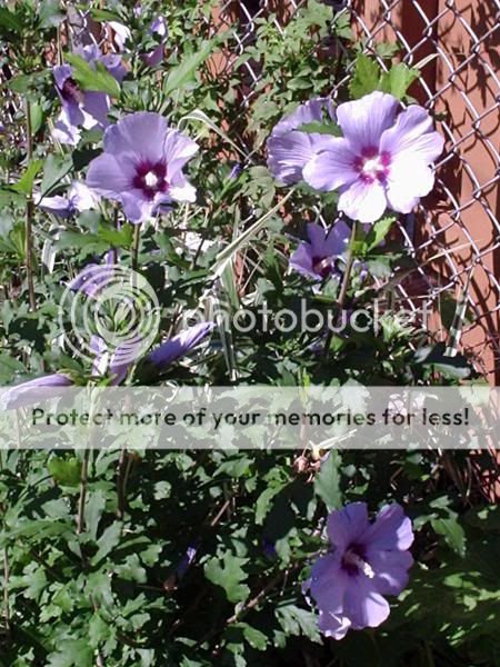 hibiscus mouscheutos en fleur 2005-08-07c001