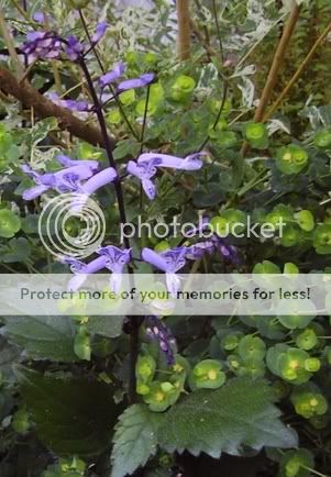 Bleu ou mauve et autres - Page 2 Plectranthus