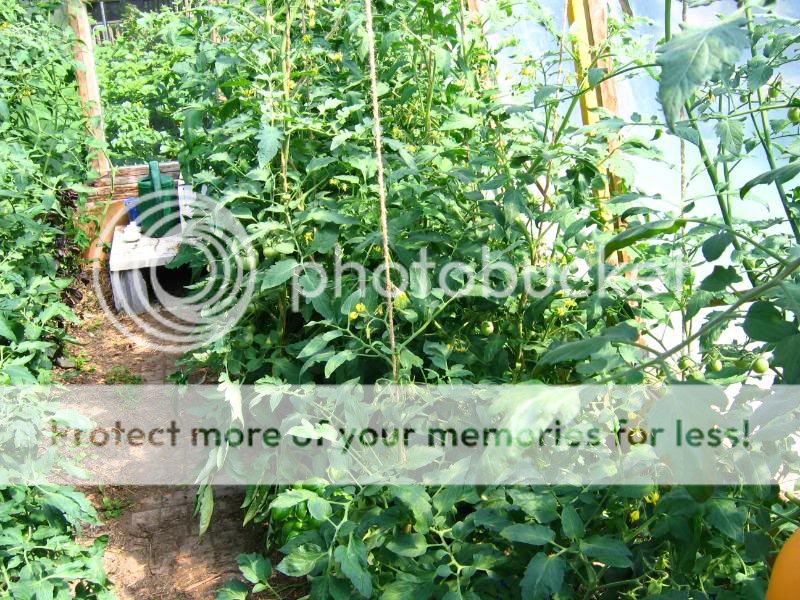 Trucs pour installer les légumes en serre Tomateshealthykick007