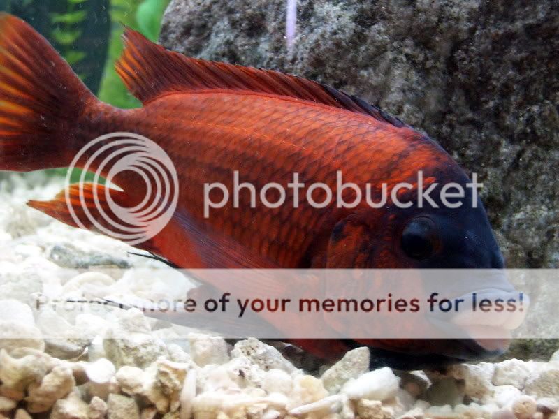 Fotos de Petrochromis sp.red Bulu Point Bulu10