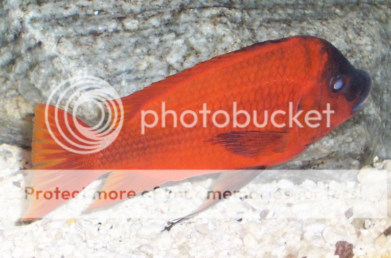 Fotos de Petrochromis sp.red Bulu Point Bulu11-1