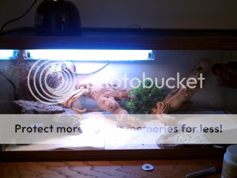 Lighting for 20L terrarium | Enclosures