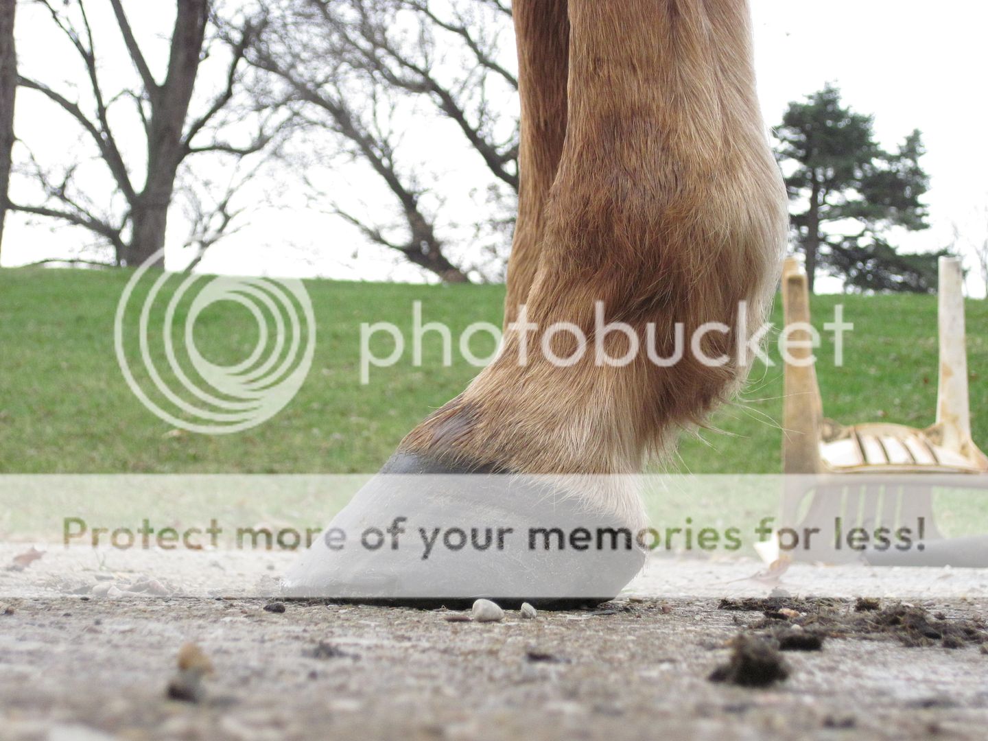 New photos of damaged hooves....a little growth, now what? | The Horse ...