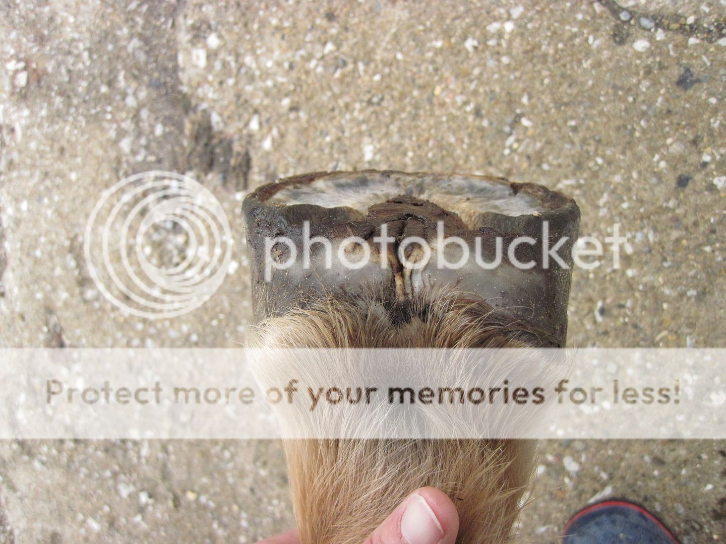 New photos of damaged hooves....a little growth, now what? | The Horse ...