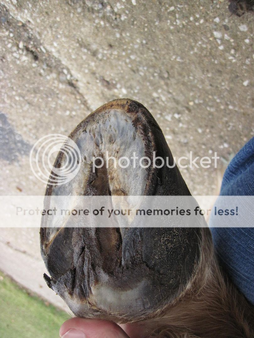 New photos of damaged hooves....a little growth, now what? | The Horse ...