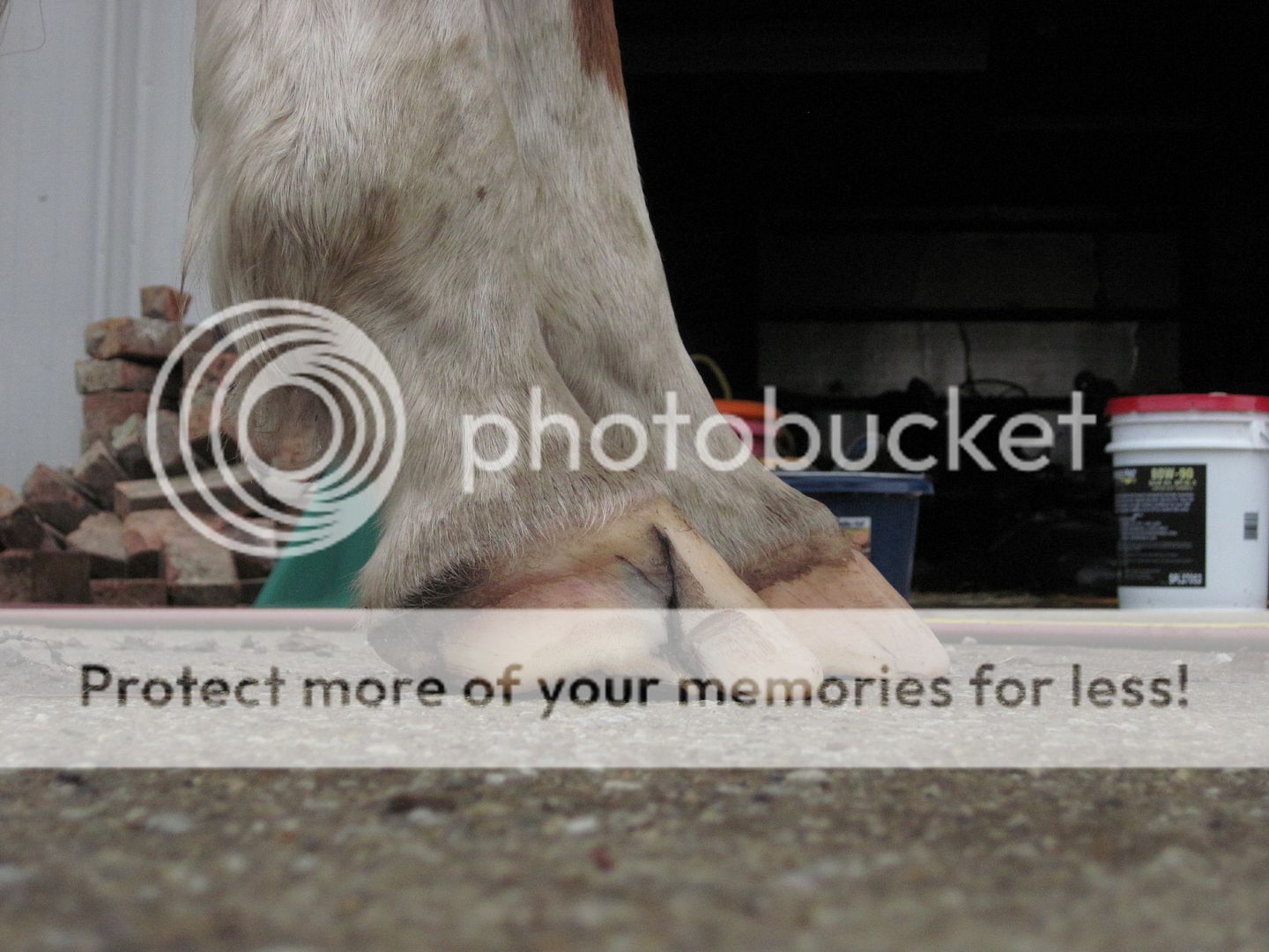 New photos of damaged hooves....a little growth, now what? | The Horse ...