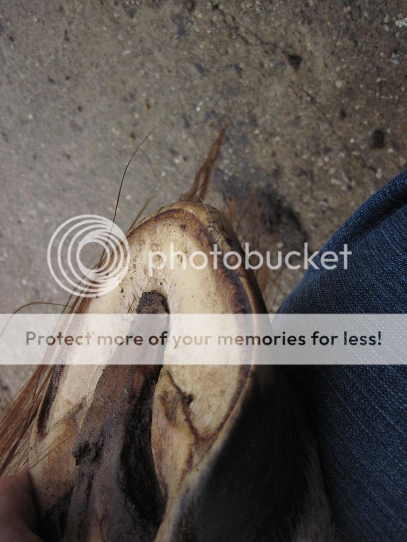 New photos of damaged hooves....a little growth, now what? | The Horse ...