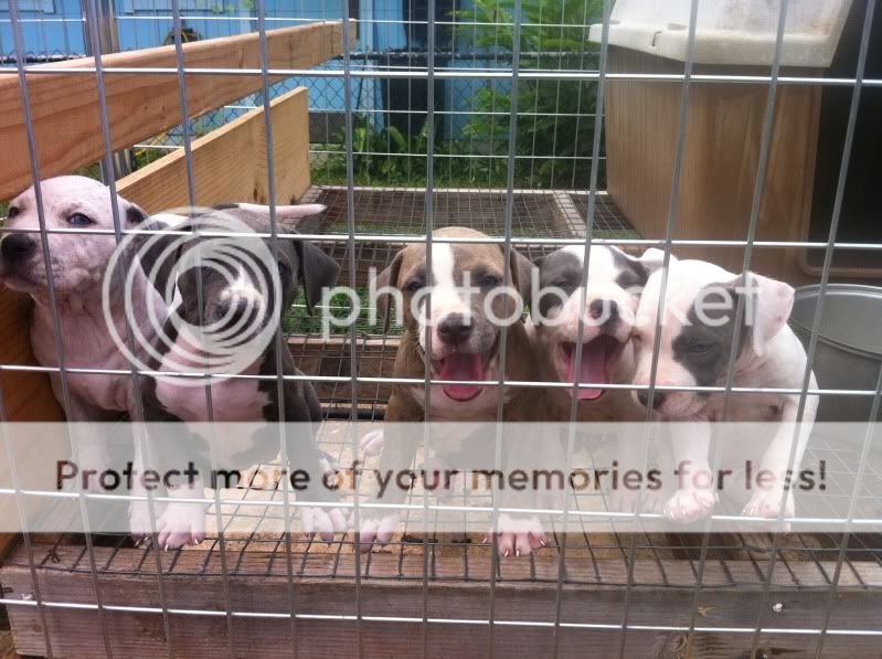 XXL Blue Pitbull/Bully mainland bloodlines pups for sale. IMG_2238