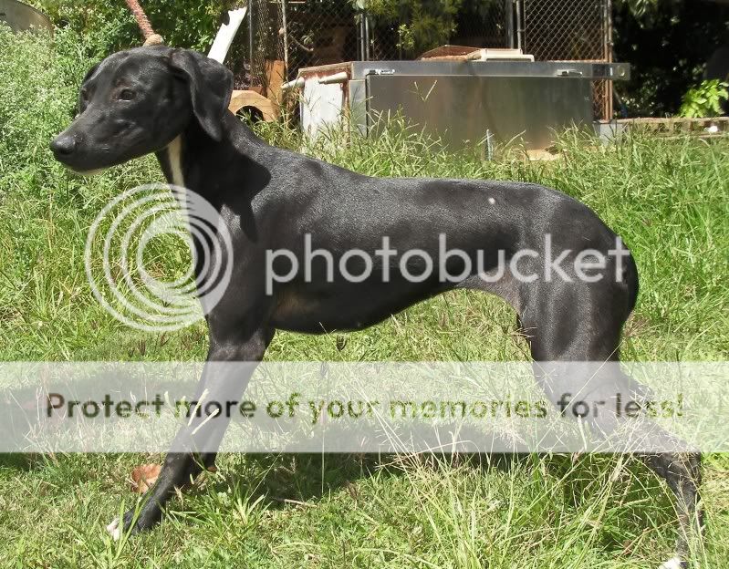 1/2 Whippet, 1/2 GS Pointer 10mo old pup for sale. Pic! SANY0193