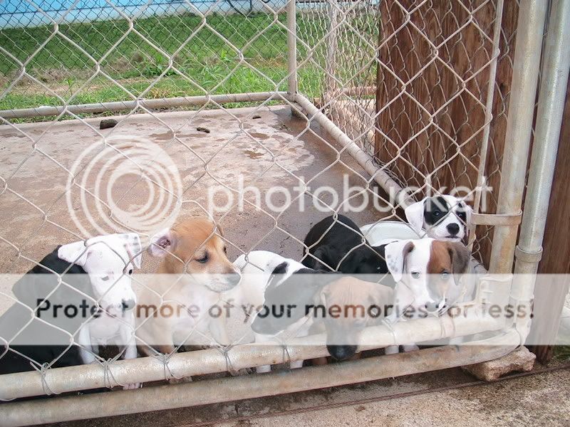 Whippet/Saluki/Dobie/Smooth Fox Terrier pups. PICS ADDED! WhippetFoxterrierSalukipupu24095