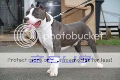 XXL Blue Pitbull/Bully mainland bloodlines pups for sale. Zeus1
