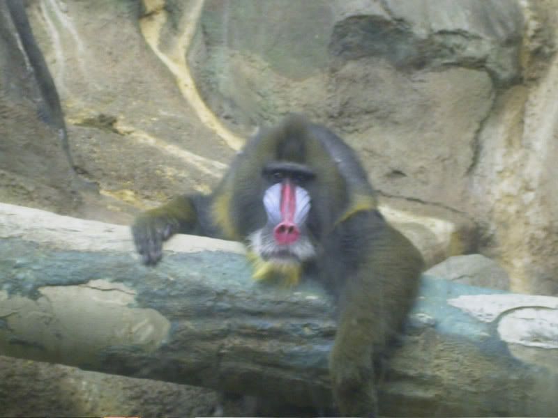 [PokeCommunity.com] Zoo