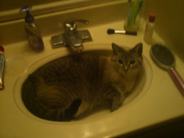[PokeCommunity.com] sink cat