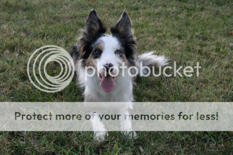 Pink Noses - The People's Border Collie Gallery - BC Boards