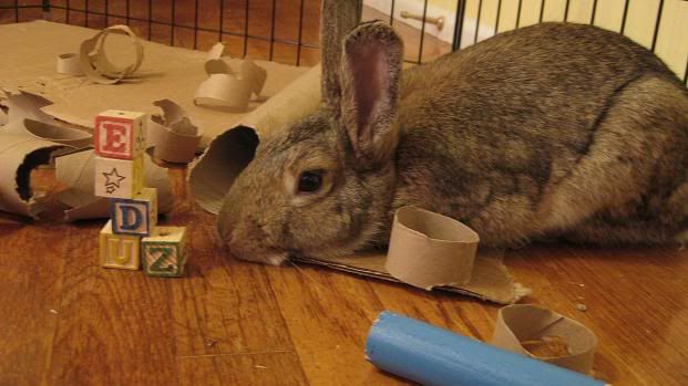 Bamber - Lop Mix