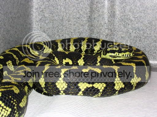 My Australian Snakes | Aussie Pythons & Snakes Forum