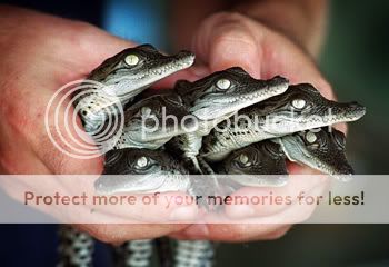 These baby crocodiles are friendly, apparently 0587360100