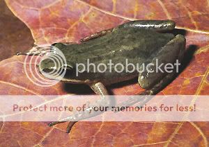NEW CHORUS FROG DISCOVERED IN SOUTH-CENTRAL UNITED STATES 1374