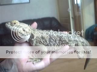 Remember the Rescued Beardie from the RSPCA? Picture88