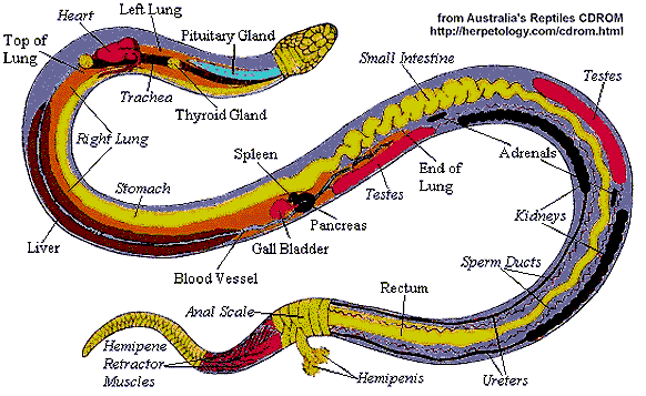 Snake anatomy Anatomy