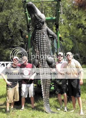 Sad Day in Texas! Lufkin_record_alligator