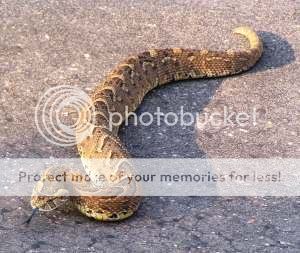 Puff Adder Bites - check out these! Puff-adder