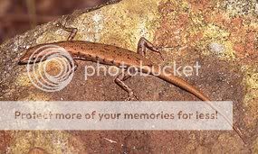 Thirteen new skinks discovered in NT R220088_864309