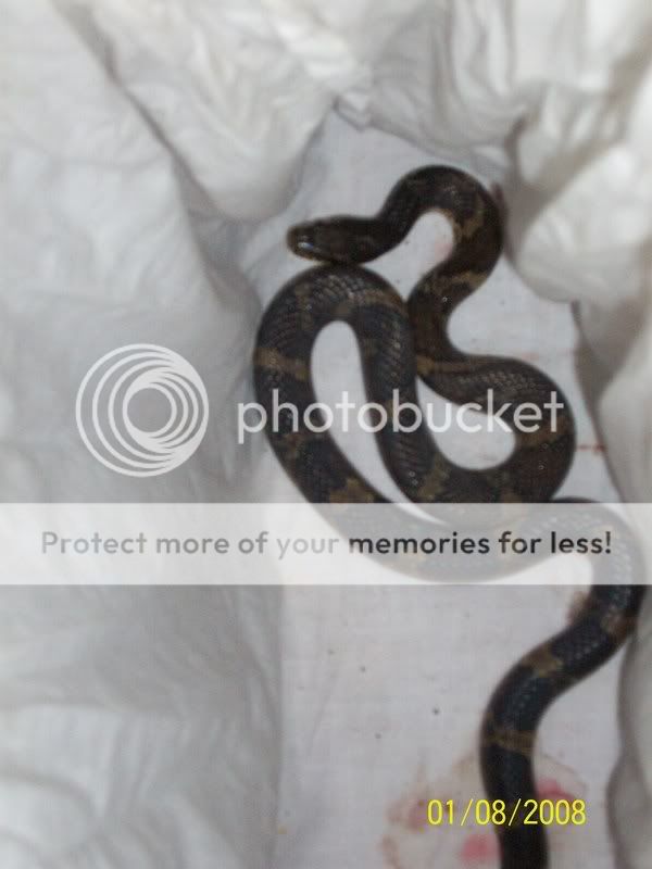 Snake Trapped In Window Snakerescued