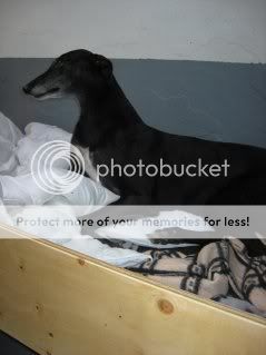 Bo - 7 yr old female greyhound - Somerset Bo