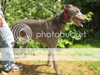 Dessie - 6 yr old ex-racing greyhound, Somerset Dessie2