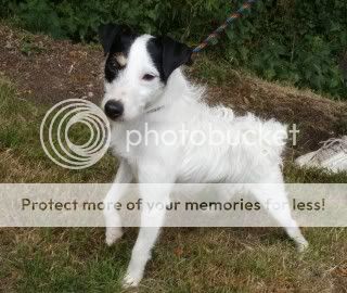 Nancy- pretty terrier cross - Somerset Nancy