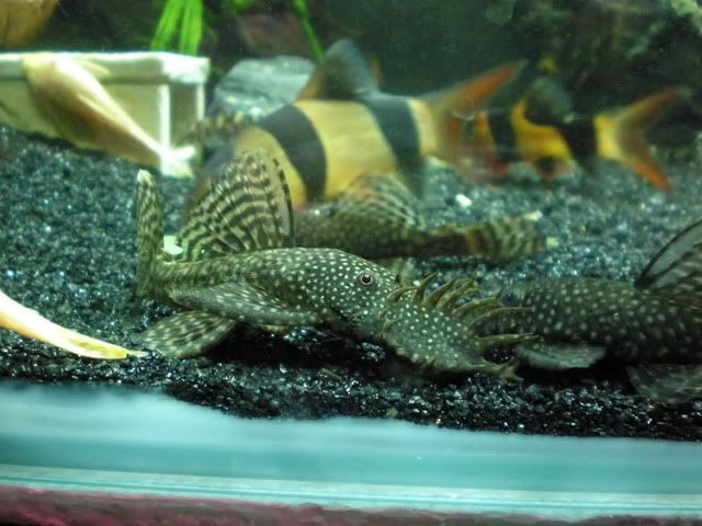 My Bristlenose family. Thought id share some new pics. =) P7180648