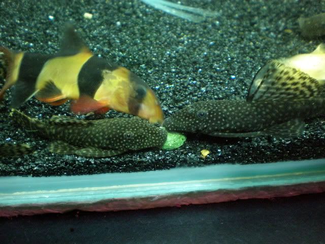 My Bristlenose family. Thought id share some new pics. =) P7180652