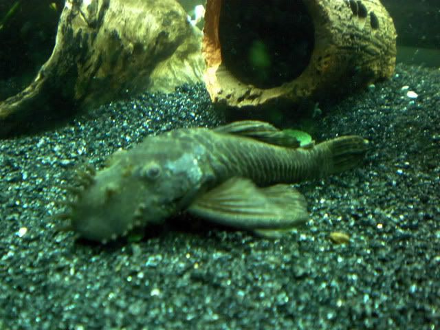 My Bristlenose family. Thought id share some new pics. =) P7180668