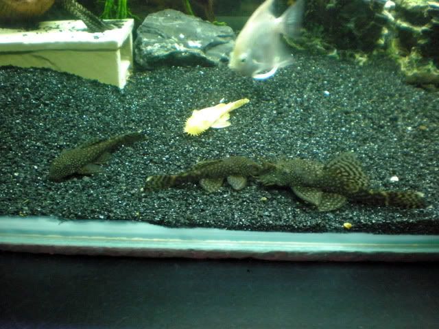 My Bristlenose family. Thought id share some new pics. =) P7180677