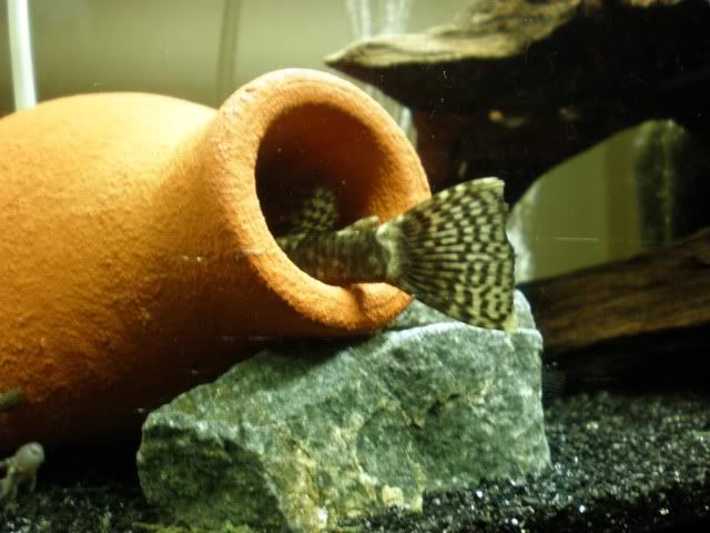 My Bristlenose family. Thought id share some new pics. =) P7180684