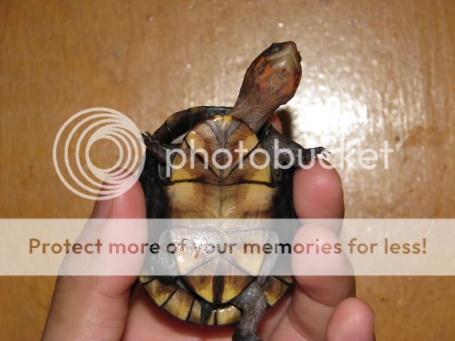 Red-Cheeked Mud Turtles - SoCal - shipping or pick-up ...