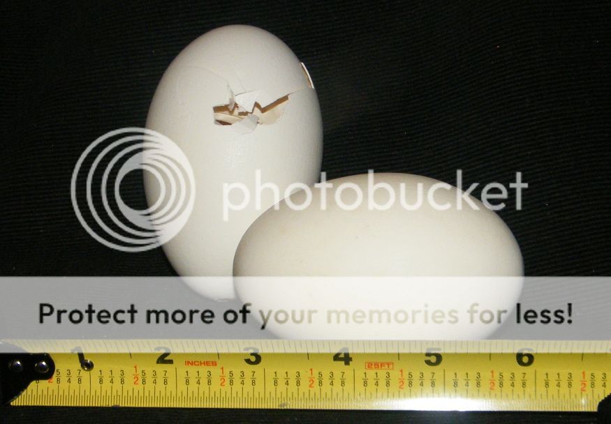 BLOWN OUT VINTAGE 3 1/2 EXTRA LARGE GOOSE DUCK EGGS SHELL FOR CRAFT 