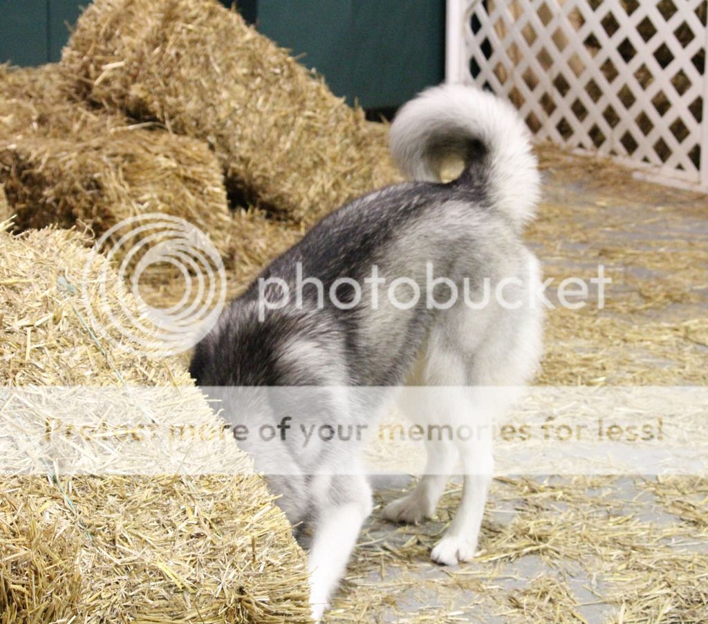 Mishka's Adventures in Barn Hunt - Page 2 NOLA%20BH%209-2015%20753_zpsogqtfkxs