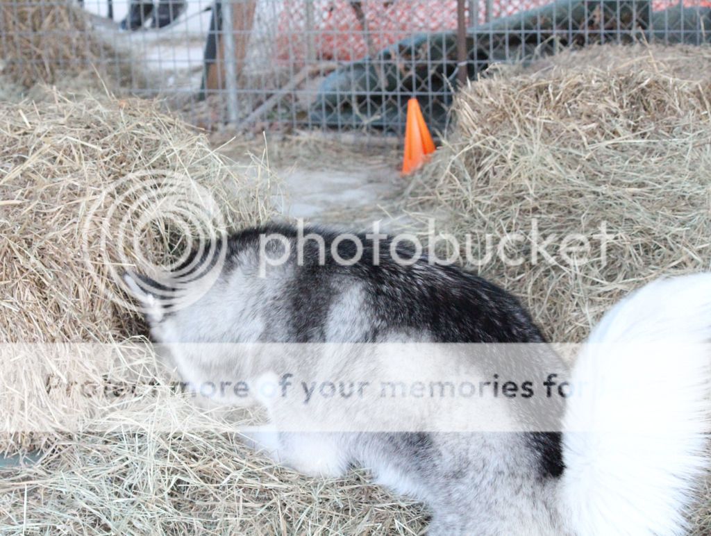 Mishka's Adventures in Barn Hunt - Page 2 222_zpsu91uwpdv