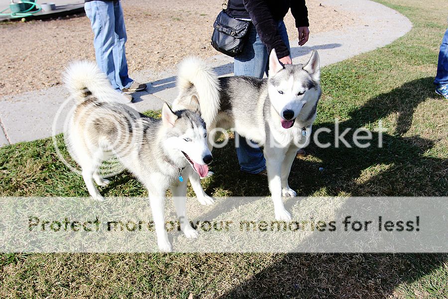 huskies - CALLING ALL HUSKIES IN LOUISIANA AND MISSISSIPPI - Page 2 IMG_2106-sm_zps09d05ccb
