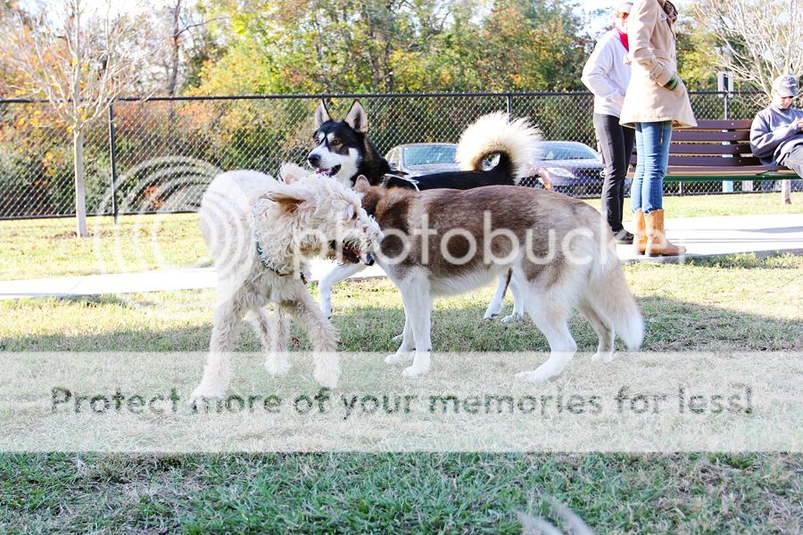 CALLING ALL HUSKIES IN LOUISIANA AND MISSISSIPPI - Page 2 IMG_2134-sm_zpsb6b6112a