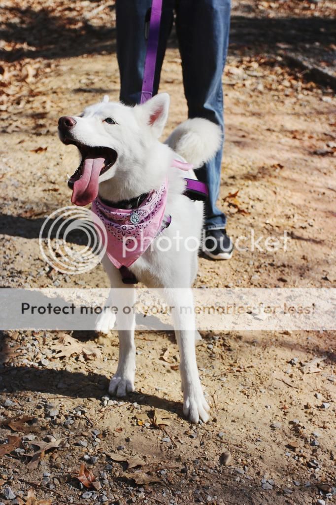 Hiking with Dogs: Clark Creek Natural Area/ Tunica Hills, MS IMG_6099-sm_zps3143f5eb