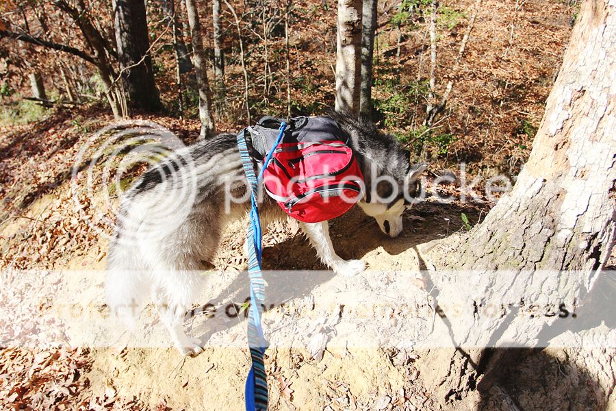 Hiking with Dogs: Clark Creek Natural Area/ Tunica Hills, MS IMG_6105-sm_zpsae46d5e2