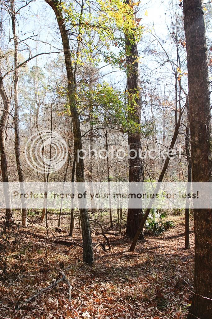 Hiking with Dogs: Clark Creek Natural Area/ Tunica Hills, MS IMG_6151-sm_zps95731911