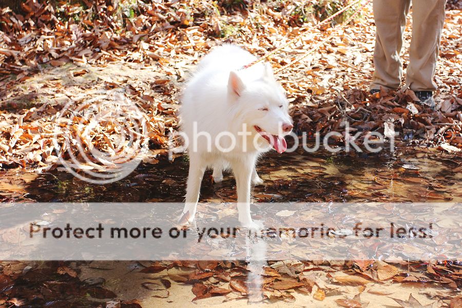 Hiking with Dogs: Clark Creek Natural Area/ Tunica Hills, MS IMG_6170-sm_zps611a9026