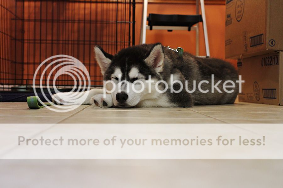 Little Bear Mishka~♥ (Updated 10/14/18) - Page 5 IMG_0819-sm_zps64df1f7c