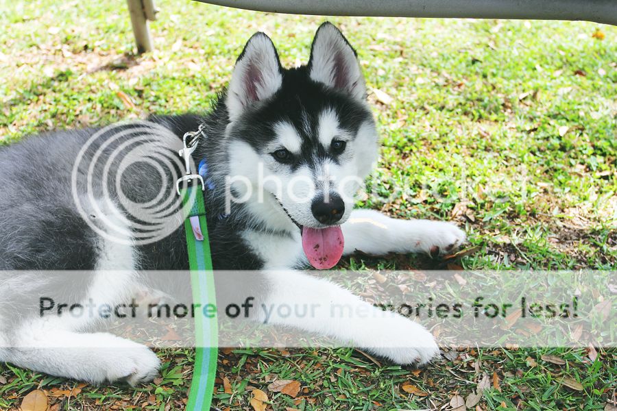Little Bear Mishka~♥ (Updated 10/14/18) - Page 4 IMG_0551-sm_zpsd5c964f0