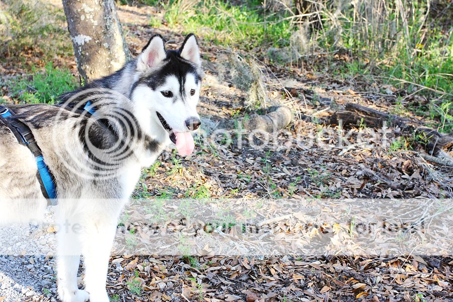 Little Bear Mishka~♥ (Updated 10/14/18) - Page 10 IMG_3456-sm_zpsd6dadc07